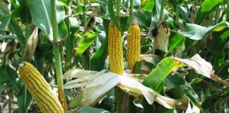 Khảo nghiệm thành công đầu tiên giống ngô lai NV1