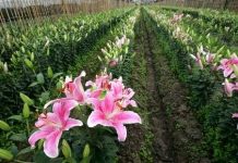 Kỹ thuật trồng hoa ly trong vườn nhà