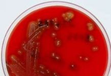 Vi khuẩn ăn thịt người tiến hóa cực nhanh