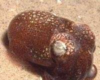 Mực ống biết điều chỉnh tính cách theo môi trường