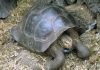 Loài rùa quý hiếm Galapagos bước vào mùa sinh sản