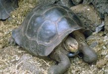 Loài rùa quý hiếm Galapagos bước vào mùa sinh sản