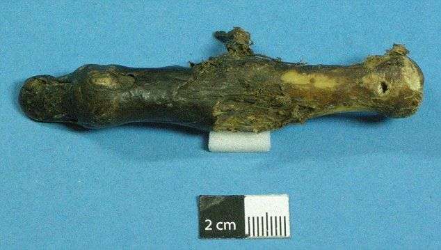 Sự thật về “ngón tay Yeti”?