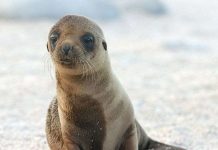 Mỹ: Tảo độc nở hoa làm tổn thương não sư tử biển