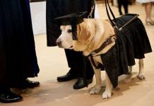 Chú chó được nhận bằng thạc sĩ của chính phủ Mỹ