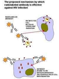 Phương thức tìm diệt tế bào nhiễm HIV bằng kháng thể đánh dấu phóng xạ