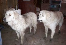 Chó thay chủ bảo vệ cả đàn cừu trong trận cháy rừng