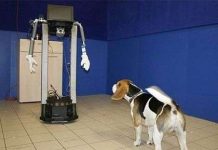 Phát hiện bất ngờ về lòng trung thành của loài chó