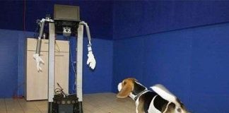 Phát hiện bất ngờ về lòng trung thành của loài chó