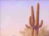 Loài xương rồng khổng lồ vùng hoang mạc