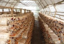 Trồng nấm linh chi thành công bước đầu ở Hà Giang