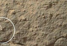 Phát hiện chấn động: Hoa nở trên sao Hỏa?