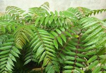 10 loại rau góp phần chữa bệnh nan y chỉ "thò tay là hái được"