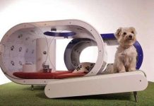 Ra mắt nhà thông minh dành cho chó cưng giá 20.000 bảng Anh Ra mắt nhà thông minh dành cho chó cưng giá 20.000 bảng Anh