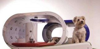 Ra mắt nhà thông minh dành cho chó cưng giá 20.000 bảng Anh