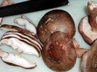 Kỹ thuật trồng Nấm Hương Kỹ thuật trồng Nấm Hương