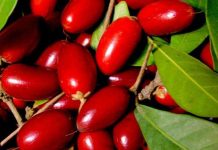 Quả thần kì ở Việt Nam có thể biến mọi vị thành vị ngọt