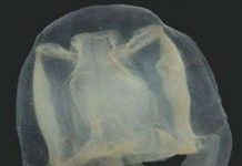 Tên của loài sứa mới được đặt theo tên của cậu học trò 9 tuổi