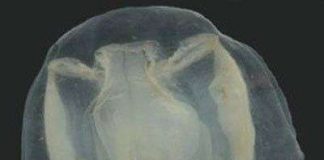 Tên của loài sứa mới được đặt theo tên của cậu học trò 9 tuổi