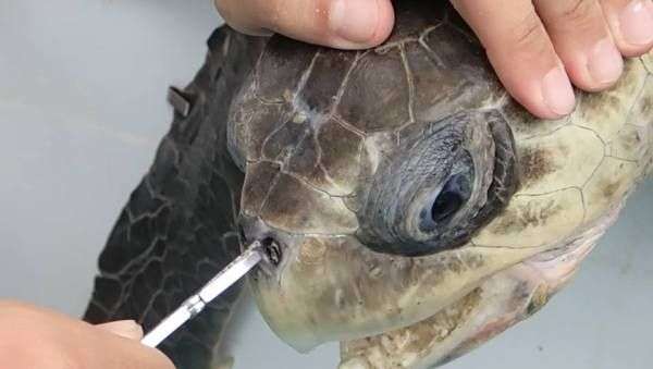 Rùa biển đau đớn khi phải rút ống hút 12cm ra khỏi mũi