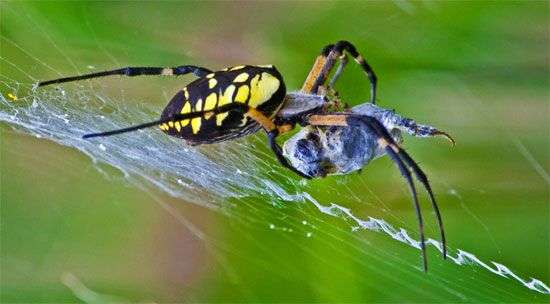 Vì sao mạng nhện bẫy được côn trùng?