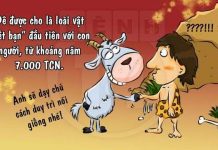 Fun fact về loài dê khiến bạn "cười không nhặt được miệng"