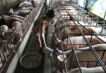 Tiền Giang ứng dụng tiến bộ khoa học công nghệ vào chăn nuôi