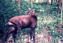 Bí ẩn về loài Sao la