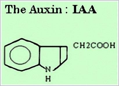 Từ chất kích thích tăng trưởng auxin đến thuốc diệt cỏ