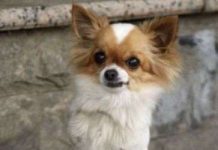 Con chó đi bằng hai chân Con chó đi bằng hai chân