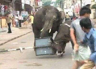 Hãi hùng cảnh voi Ấn Độ tấn công người ngay trên phố