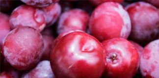 Cao Bằng phục tráng nhiều giống cây ăn quả đặc sản