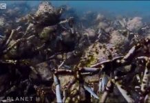 Đoàn quân cua nhện chen chúc bò dưới đáy biển Đoàn quân cua nhện chen chúc bò dưới đáy biển