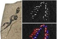 Nghiên cứu hoá thạch có phương pháp mới