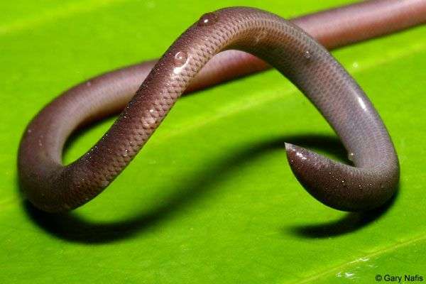 Loài rắn siêu tí hon cực lạ ở Việt Nam