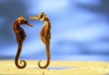 Cá ngựa đực thích bạn tình “to” Cá ngựa đực thích bạn tình “to”