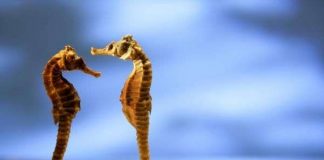 Cá ngựa đực thích bạn tình “to”