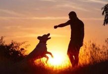 Phát hiện động trời về "thần giao cách cảm" giữa người và thú