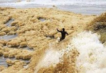 Lũ bọt biển ở New Zealand Lũ bọt biển ở New Zealand