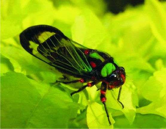 10 kỷ lục gia trong thế giới côn trùng