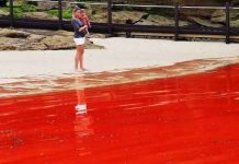 Sự nguy hiểm của thủy triều đỏ Sự nguy hiểm của thủy triều đỏ