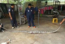 Trăn khổng lồ “say xe”, ọe ra con vật to không ngờ