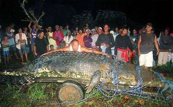 Cá sấu nước mặn lớn nhất thế giới chết