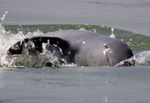 Cá heo sông Mekong được bảo vệ