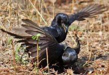 Loài chim cũng có mafia