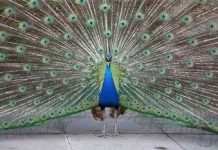 Dù sặc sỡ, giống đực vẫn chỉ là những sinh vật đơn giản Dù sặc sỡ, giống đực vẫn chỉ là những sinh vật đơn giản