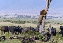 Kinh ngạc với cảnh sư tử sợ hãi leo lên cây chạy trốn bầy trâu rừng hung dữ