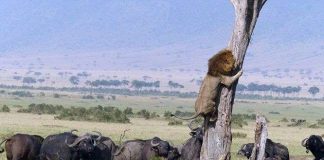 Kinh ngạc với cảnh sư tử sợ hãi leo lên cây chạy trốn bầy trâu rừng hung dữ