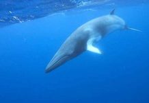 Tình xuyên trái đất của những kẻ khổng lồ Tình xuyên trái đất của những kẻ khổng lồ