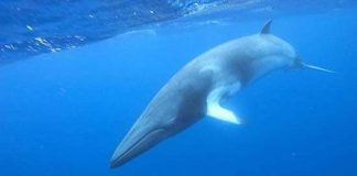 Tình xuyên trái đất của những kẻ khổng lồ